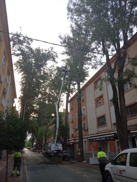 Revisiones periódicas y alta tecnología para proteger el arbolado emblemático de Murcia