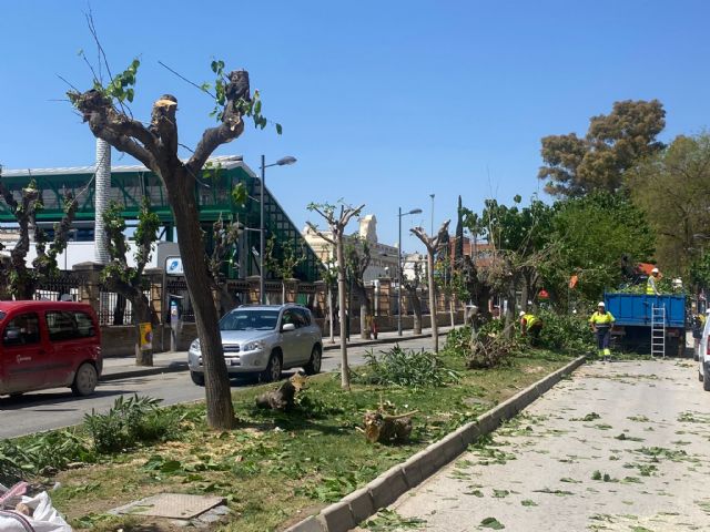 El arboricidio de los socialistas continúa con la eliminación de las moreras centenarias de la calle Industria