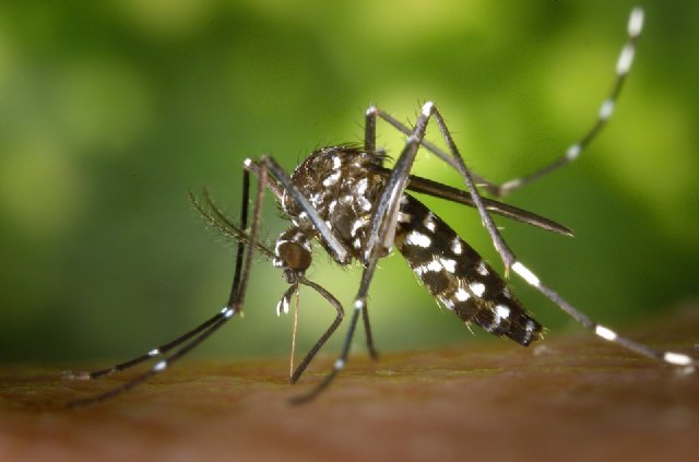La Concejalía de Deportes y Salud pone en marcha un Plan de Emergencia contra los mosquitos tras las lluvias