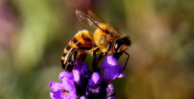 El proyecto europeo que intenta mejorar la salud de las abejas toma impulso en la Universidad de Murcia