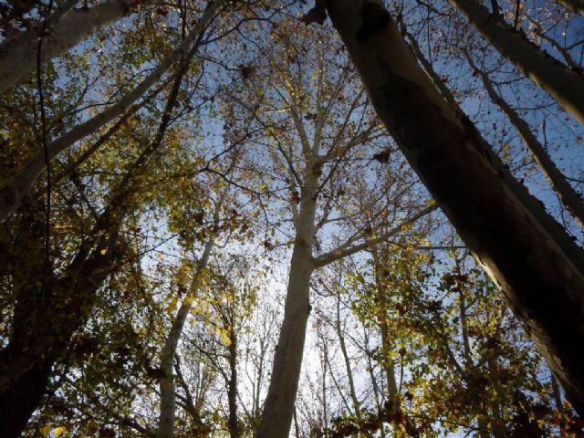 Huermur celebra la actualización del catálogo de árboles monumentales