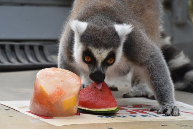 Terra Natura Murcia refresca a sus animales con helados adaptados a su dieta durante el verano