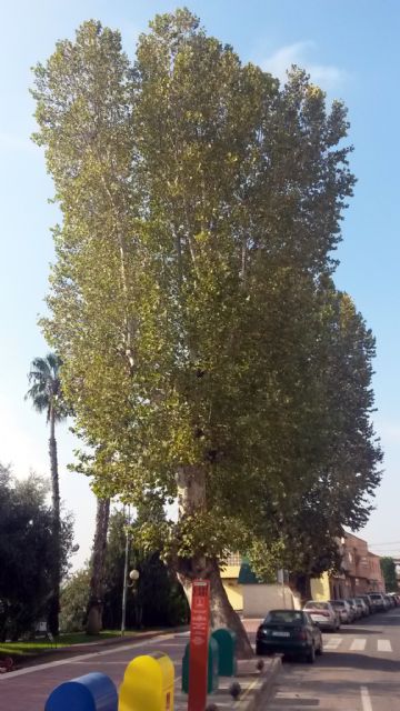 Parques y Jardines revisa en profundidad de una decena de plátanos de sombra en Monteagudo