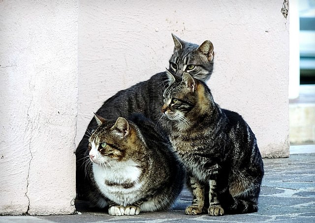 Murcia destinará 30.000 euros para gestionar las colonias felinas y fomentar la adopción de animales en situación de abandono o desamparo