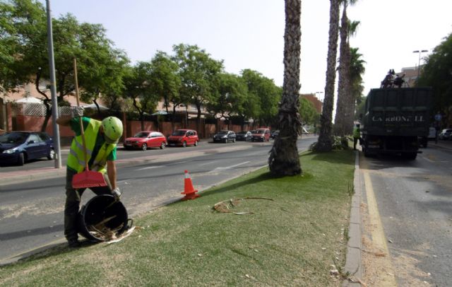 Concluye la poda de más de 500 palmeras del barrio de La Flota