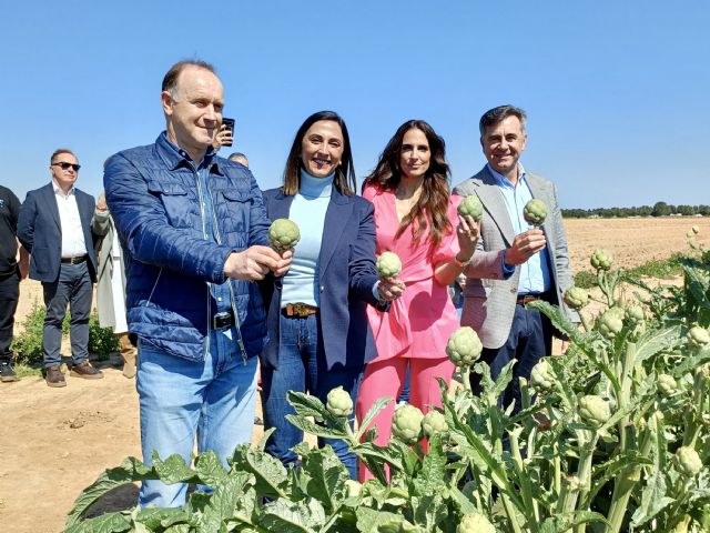Agricultura consigue una mejora del seguro de la alcachofa para las pólizas contratadas a partir de 2027