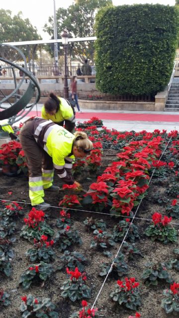 Unas 5.000 flores de Pascua adornan las principales calles de Murcia con motivo de las fiestas navideñas