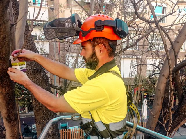Murcia inicia la campaña de lucha biológica contra el pulgón y la psila