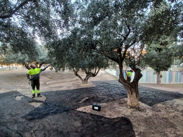 Los olivos municipales darán unos 8.000 litros de aceite que irá destinado a bancos de alimentos y asociaciones benéficas