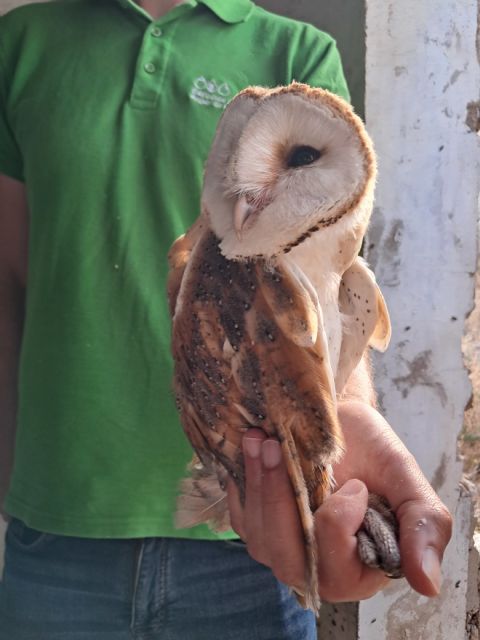 La Comunidad confirma la reproducción de varias rapaces nocturnas en Calblanque