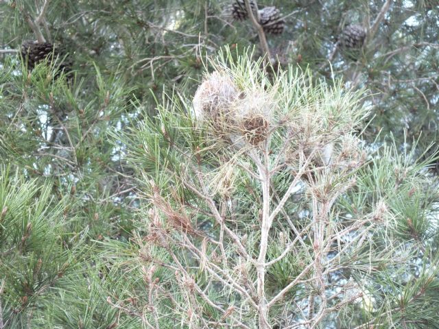 La Comunidad inicia este viernes los tratamientos terrestres contra la procesionaria del pino en montes públicos de uso recreativo