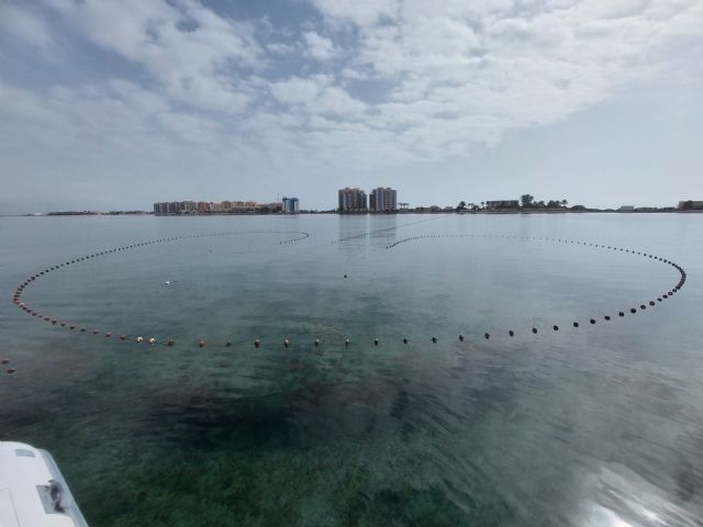El Gobierno regional adelanta el inicio de la campa&ntilde;a del langostino del Mar Menor tras confirmar tallas óptimas de captura