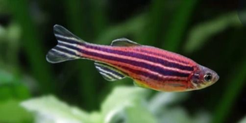 Las ventajas del estudio del pez cebra para la investigación sobre la COVID-19, a revisión por la UMU