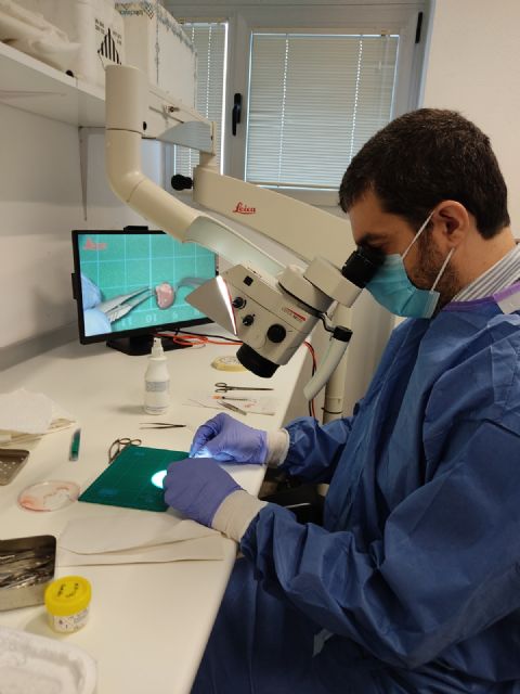 Fundación Mutua Madrileña financiará un estudio UMU-IMIB para mejorar el trasplante cardiaco 'a corazón parado'