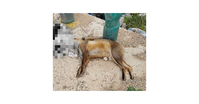 PACMA denuncia la 'dejadez administrativa' ante la presencia prolongada de un zorro muerto en una vía pública de Murcia