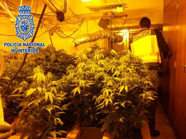 La Policía Nacional halla 107 plantas de marihuana en una vivienda de Javalí Nuevo, Murcia