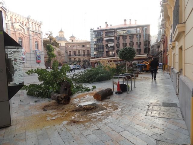 El Grupo Socialista pide explicaciones por la tala de moreras en la Plaza del Romea