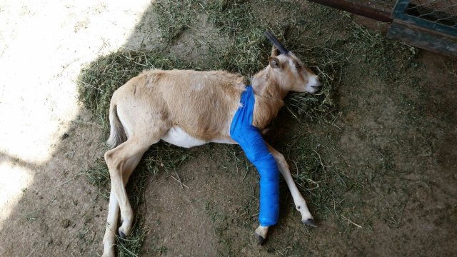 Terra Natura Murcia salva a una cría de oryx dama con una pata fracturada