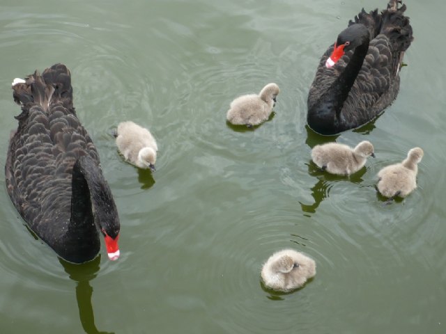Nacen cinco polluelos de cisne negro en la zona del humedal de Terra Natura Murcia