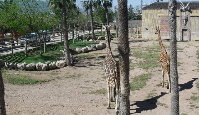 Terra Natura Murcia recibe una de las tres jirafas pendientes de llegar al parque