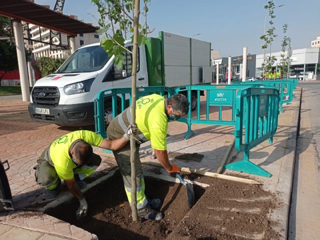 El Ayuntamiento de Murcia continúa la plantación de árboles en las aceras y paseos del municipio