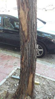 Ahora Murcia denuncia los daños causados a árboles durante obras en las aceras