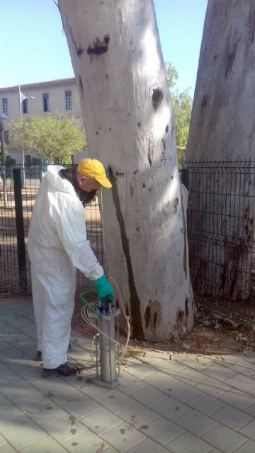 El Ayuntamiento de Murcia trata 250 grandes eucaliptos con un  innovador método para evitar caídas de ramas y garantizar la seguridad