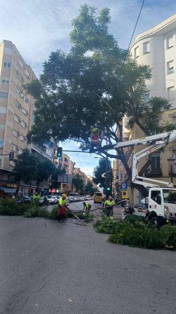 El Ayuntamiento retira una jacaranda de la plaza González Conde ante el riesgo que supone para los ciudadanos