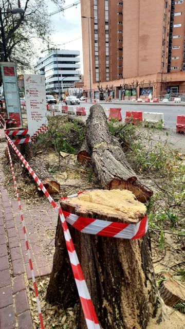 El PP exige la paralización inmediata de la tala irregular de árboles en Murcia