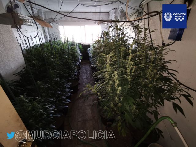 La Policía Local desmantela en Casillas una plantación con 700 plantas de marihuana y detiene a su propietario