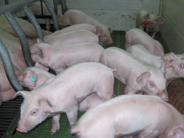 Un proyecto UMU-Empresa desarrolla una alternativa natural contra la principal enfermedad protozoaria que afecta al porcino
