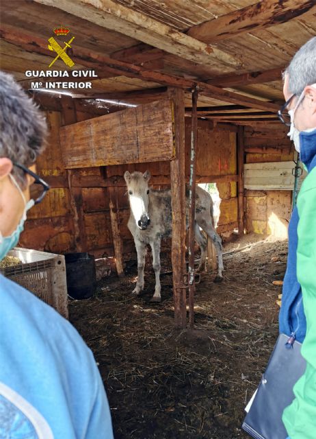 La Guardia Civil investiga a un vecino de Murcia por maltrato animal a un caballo