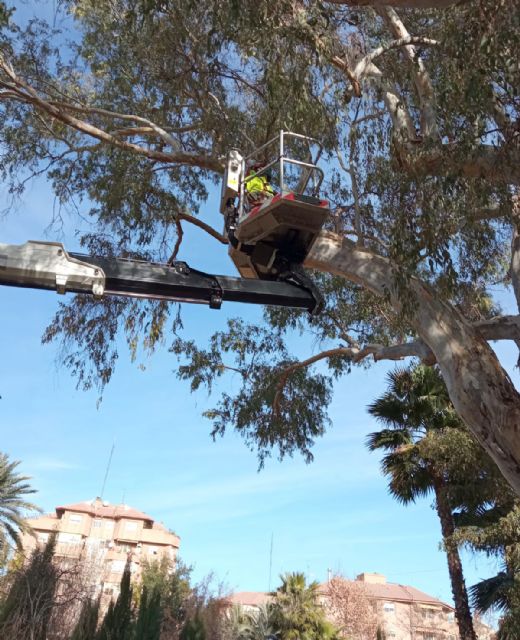 El Ayuntamiento revisa con detalle los eucaliptos de más de 20 metros del jardín de La Seda garantizando la seguridad de los vecinos
