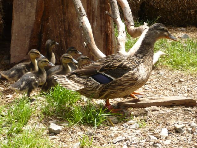 Terra Natura aumenta su familia de aves con el nacimiento de 15 crías de patos en plena primavera