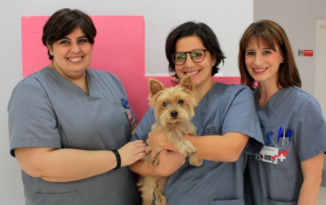 El Hospital Veterinario UMU consigue dar una segunda oportunidad a un perro con síndrome de Chiari