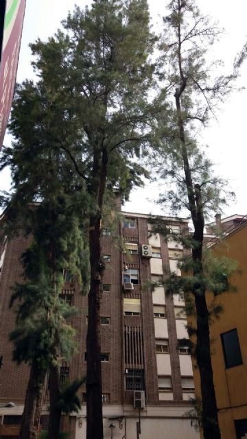 El Ayuntamiento podará el sábado seis árboles de más de sesenta años y 20 metros de altura