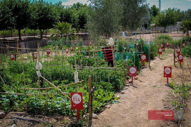 La Universidad de Murcia ofrece 44 parcelas de huertos ecológicos en el Campus de Espinardo