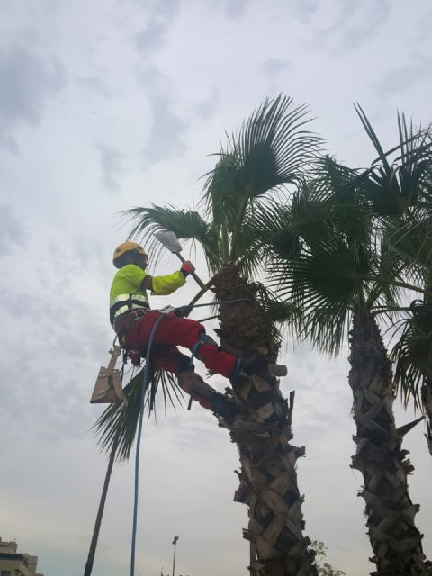 Desarrollo Urbano poda más de 15.000 palmeras en el municipio de Murcia
