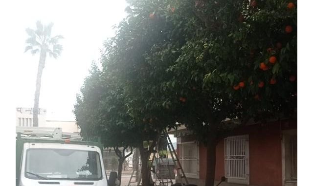 Parques y Jardines retira cerca de 600 toneladas de naranjas durante los trabajos de poda de estos árboles en el casco urbano y pedanías